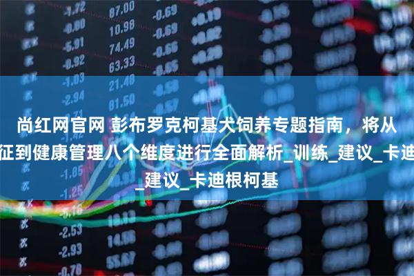 尚红网官网 彭布罗克柯基犬饲养专题指南，将从品种特征到健康管理八个维度进行全面解析_训练_建议_卡迪根柯基